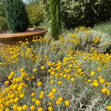 Les Santolines - Retro